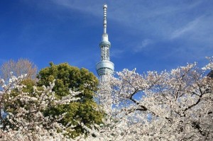 sakura2