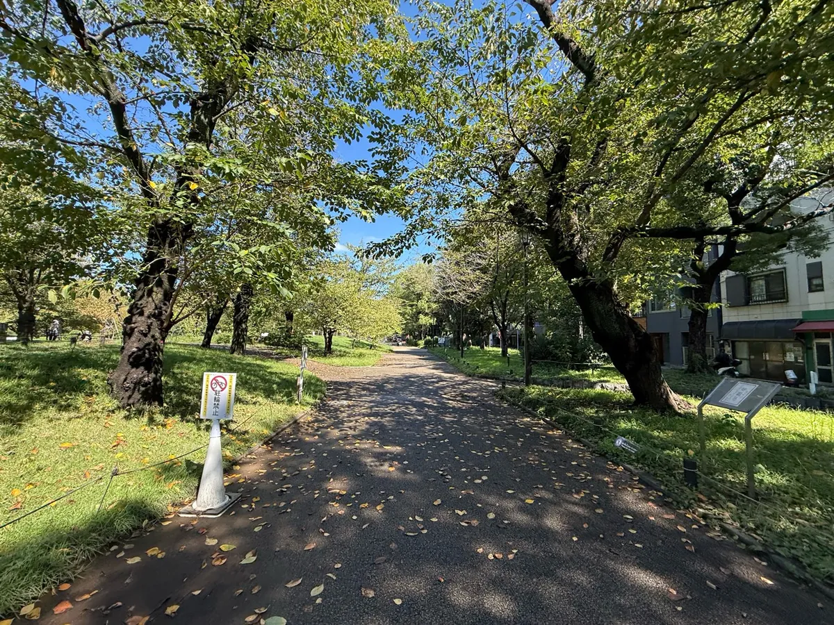 墨田区側の隅田公園の木陰が続く散歩道